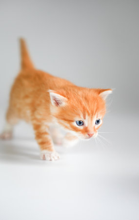 Cute red kitten on light backgroundの写真素材