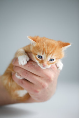 Cute red kitten on light backgroundの写真素材