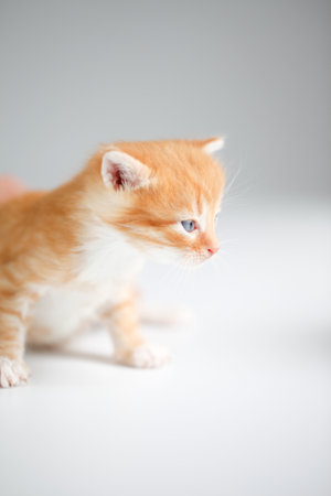Cute red kitten on light backgroundの写真素材