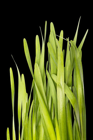 fresh spring green grass isolated on black background の写真素材