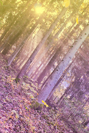 Forest in october,  forest in autumnの写真素材