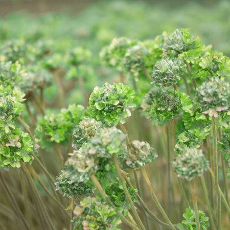 green flowers in a field