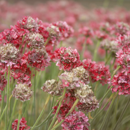 red flowers in a fieldの写真素材