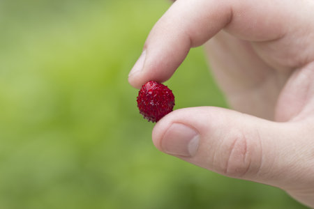 Wild-strawberry in the hand の写真素材