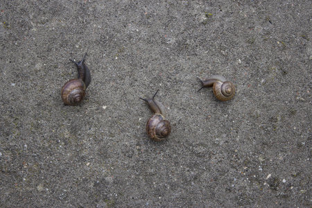 Moving at a snail's pace, snails on the gate の写真素材