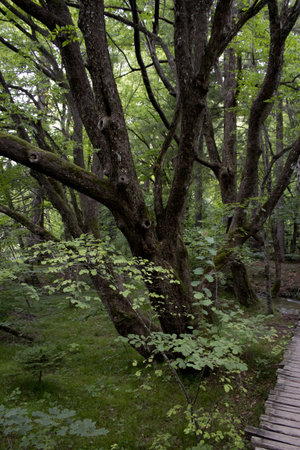 Pathway in the forest  の写真素材