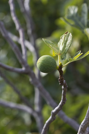 ripe figs on the tree, Green Fig on the Tree  の写真素材