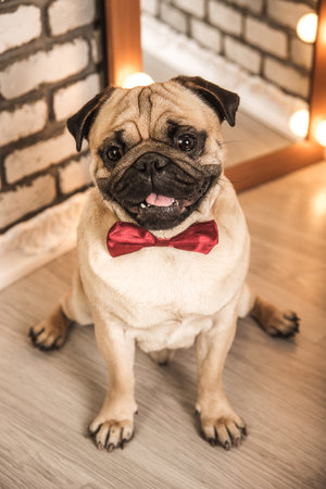 pug dog. studinnoe photoの写真素材