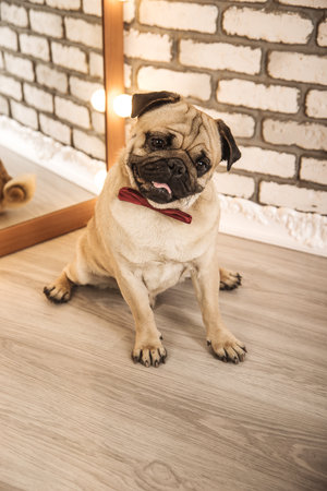 pug dog. studinnoe photoの写真素材