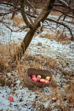 Red apples in a basket in the gardenの写真素材