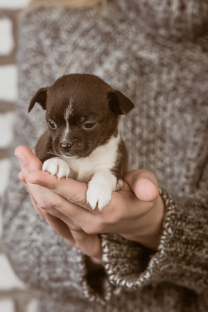 girl holding a chihuahua puppy. studioの写真素材