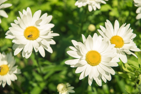 daisy in the garden, white daisyの写真素材