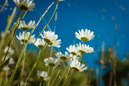wild flowers, daisies, cornflowers, green grassの写真素材