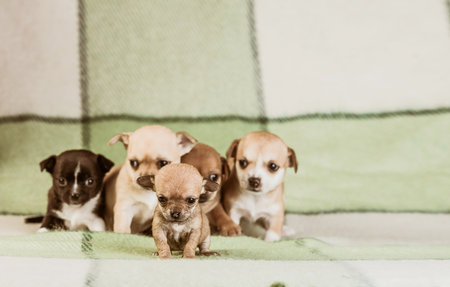 Chihuahua dog on a rugの写真素材