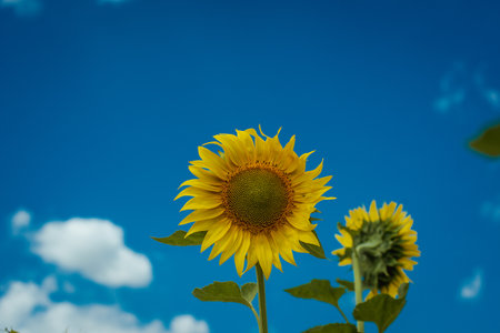 sunflower on a background of blue skyの写真素材
