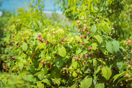 Raspberry on a branchの写真素材