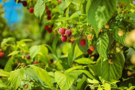 Raspberry on a branch