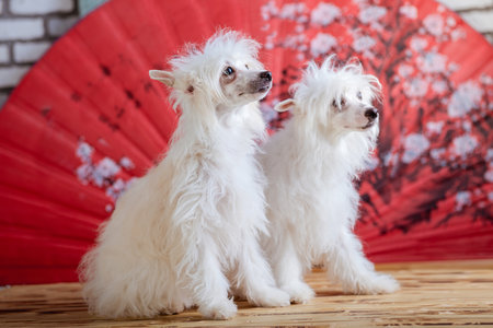 Chinese Crested Dog Studio photoの写真素材