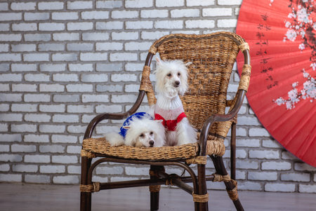 Chinese Crested Dog Studio photo