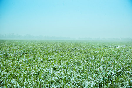 Wheat land  under snow.の写真素材