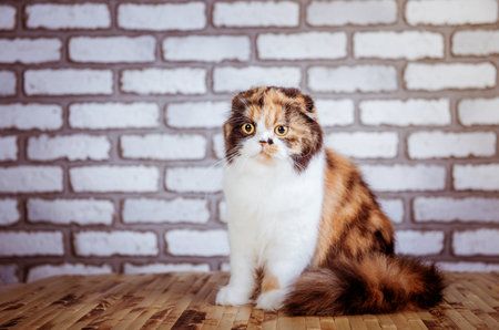 lop-eared catの写真素材