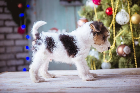 Cute puppy, New year time, Christmas decorationの写真素材