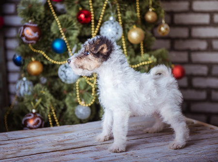 Cute puppy, New year time, Christmas decorationの写真素材