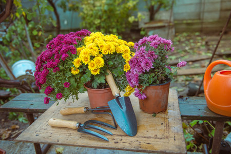 gardening, chrysanthemums in potsの写真素材