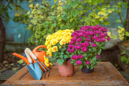gardening, chrysanthemums in potsの写真素材
