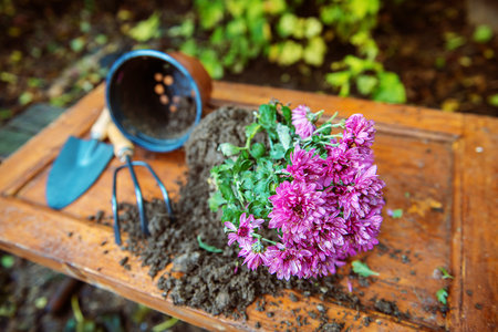 gardening, chrysanthemums in potsの写真素材