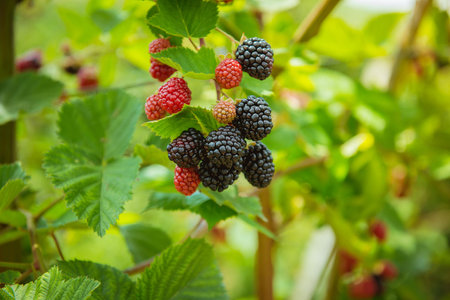 Blackberries in the farm ready to be harvested