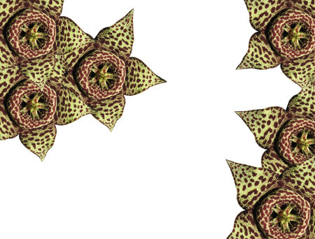 The composition of flowers of a cactus from white backgroundの写真素材