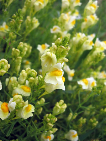 background of small yellow flowers, meadow, fieldの写真素材