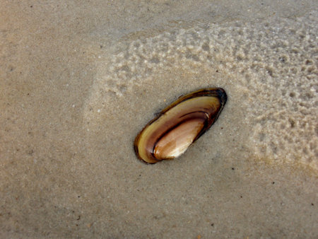 Shells on the coastal sand under water