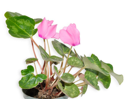 Beautiful pink cyclamen flower isolated on white backgroundの写真素材