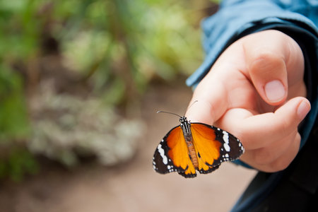 Beautiful orange butterfly on child's hand, close upの写真素材