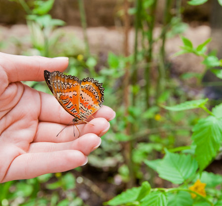 Beautiful big orange butterfly on woman's handの写真素材