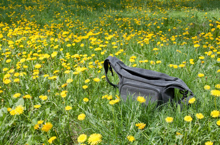 Gray camera bag on meadow of yellow dandelionsの写真素材