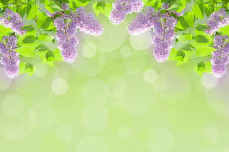 lilac background  の写真素材