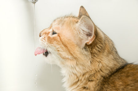 Big red and white cat drinking waterの写真素材