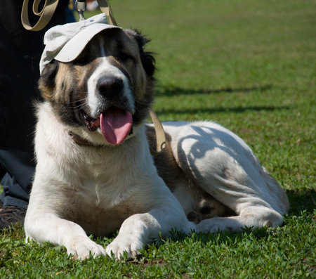 Beautiful big Alabai dog in cap on green grass