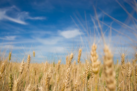 Ripe wheat  Blue sky and white cloudsの写真素材
