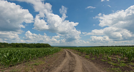 the road in a field of corn, horizontal panorama