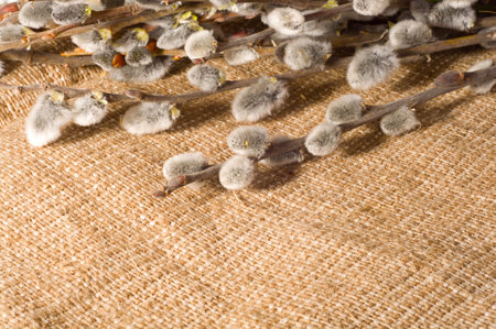  pussy-willow on burlap. Spring backgroundの写真素材