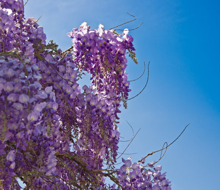 beautiful lilac wistaria flower on blue sky backgroundの写真素材
