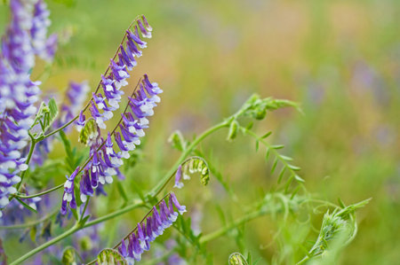 Summer flowers Vicia on blurred backgroundの写真素材