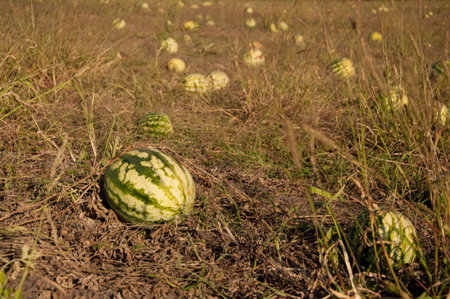 watermelon on field on natureの写真素材