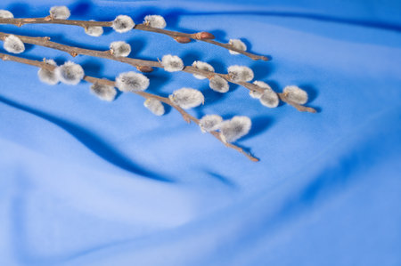 pussy-willow on blue silk, Easter backgroundの写真素材