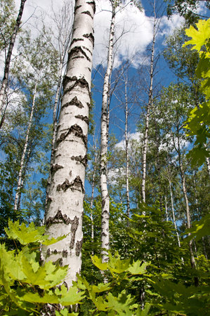 Birch forest on blue sky backgroundの写真素材