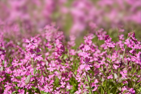 Beautiful pink spring flowers. Blure spring backgroundの写真素材